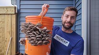 Grow Mushrooms at Home In A 5 Gallon Bucket (Easy - No Sterilization!)