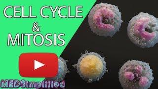 Cell Cycle and Mitosis