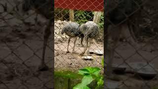 Ostrich l Funny Ostrich l Ostrich egg l Feeding the ostrich