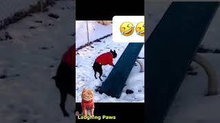 Animal Antics: Hilarious Moments and Cuteness Overload with Laughing Paws