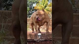 Dogs of power transformation ️