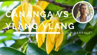 What's the Difference between Ylang Ylang & Cananga Oils - Do You Need Both?