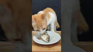 Feeding My Hungry Cat #cat #hungrycats #catshorts #hungryanimal #asmreating #catlover #hungrypet