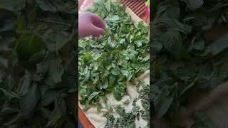 How to dry fresh mint leaves at home!