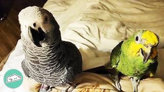 20-Year Old Parrot Throws Tantrums If He Can’t See His Brother | Cuddle Buddies