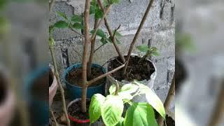 Planting Mulberry Tree