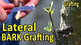 LATERAL BARK Grafting Technique | Using DORMANT and GREEN Scion Wood