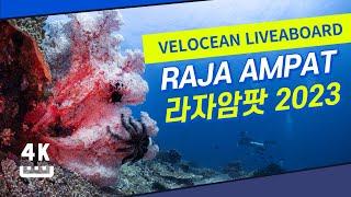 라자암팟 리브어보드 Real underwater 4K of 25 dive sites in Raja Ampat as of 2023. - Velocean liveaboard