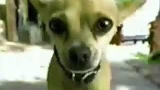 Taco Bell commercial but dog randomly explodes