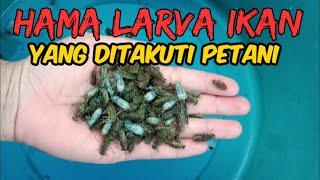 Larva Gurame Bisa Habis Kalau ada Hewan ini...