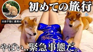 【迷子猫に遭遇..】生後8ヶ月の柴犬と先住犬こまちゃんとの初旅行が予想外の非常事態になりました…