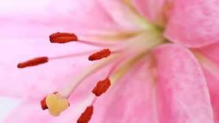 Images of SPRING. Meditation with flowers, green trees, fresh grass and busy insects enjoying warmth