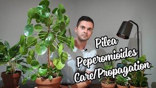 Pilea Pepermioides Care and Propagation | This Thing Is Huge!