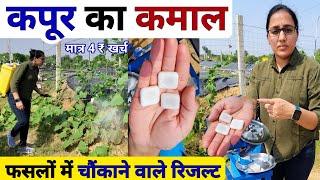 खेती में कपूर का कमाल । Best Organic Fungicide & Insecticide | October me konsi sabji lagaye | kheti