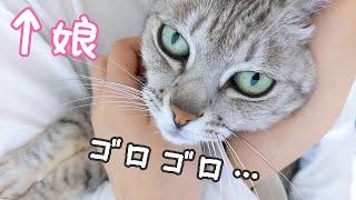 娘に全力で甘えるようになった猫マロちゃん…！