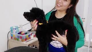 CURSO DE PELUQUERIA CANINA EN CORDOBA CAPITAL