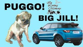 Puggo gets squashed by a car! *NOT CLICKBAIT*