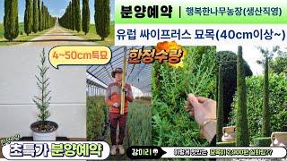 (1000주한정)유럽 싸이프러스 원가나눔 초특가이벤트 2,900원부터~가격실화?? 수고40~50cm #사이프러스 #garden #gardening #farming #plants