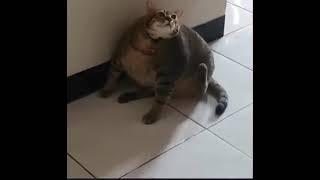 Fat cat trying to scratch its back