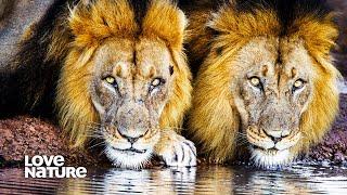 Lion Brothers: Cubs to Kings | Love Nature