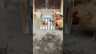 Small private rooms, free-range chickens in rural areas, my rural life, agriculture, rural areas an