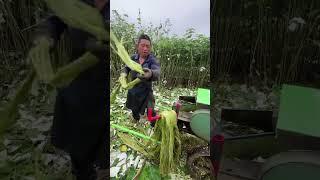 How many people's childhood nightmare is the agricultural machinery nowadays. One machine is mul