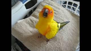 Sun Conure hanging out in the laundry basket...