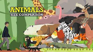 Wild Animals Size Comparison | Animal Animation