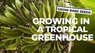 Get a Taste For a Tropical Greenhouse!