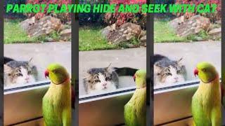 Parrot Playing Hide And Seek With Cat #Shorts