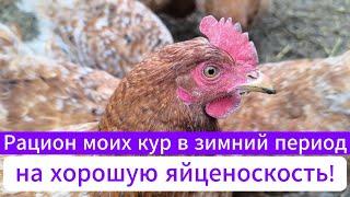 Рацион кур в зимний период на хорошую яйценоскость!