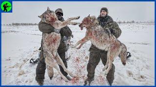 How Do American Hunters Deal With Millions Of Coyotes | Farming Documentary