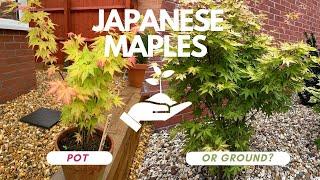 The Japanese Maple Gardening pot or ground?