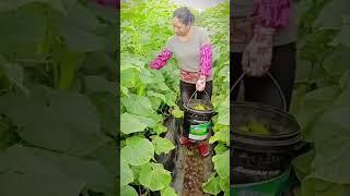 the process of farmers harvesting cucumbers in the garden #shorts