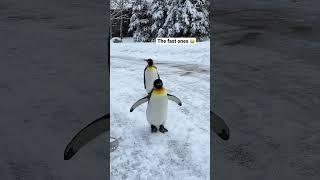 The Penguin Walk takes place daily at the Calgary Zoo. #Calgary #travelvlog #penguins {press trip}