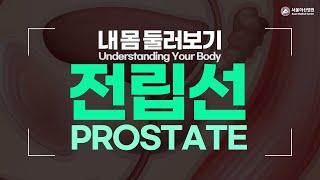 Prostate [Understanding Your Body]