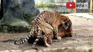 Harimau Loreng Di Penangkaran