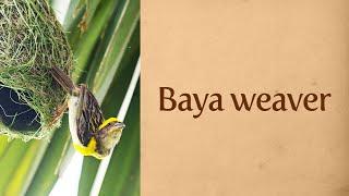 Baya weaver