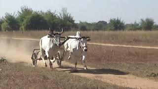 शोहेब पटेल नान्दी  डोंगरिया नंदोरा पट प्रतियोगिता  तीसरा दिन  Pat Pratiyogita Video  Barghati