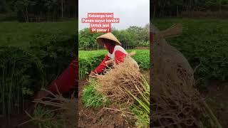 melihat petani Panen sayur kenikir di kebun ! #tani #tanam #panen #sayur #kenikir #petani