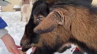 Anticipating spring at HAWS Schallock Center for Animals in Delafield.