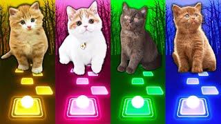 Cute Cat Songs | Wellerman | Cupid | Imagine Dragons Enemy | Jennie Solo