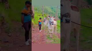 Foji imtiaz ox race bull race rajouri #2023