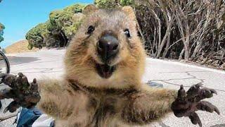 Cute and Funny Moments with  Quokka Compilation : 10 Interesting Facts about Quokka