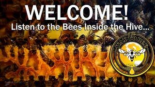 The Healing Sound of Bees, the Hive. ASMR proven health benefits when you relaxe, watch, and listen.