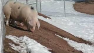 GOS pigs in the snow