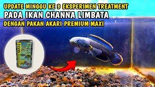 UPDATE IKAN CHANNA LIMBATA SETELAH 3 MINGGU EKSPERIMEN TREATMENT DENGAN PAKAN AKARI PREMIUM MAXI