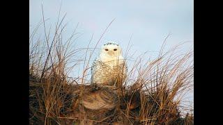 Species: Episode 5 - Snowy Owl