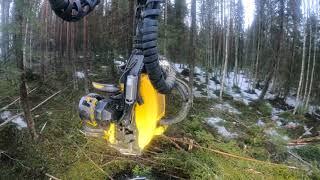 Forest harvesting in 5K30Fps