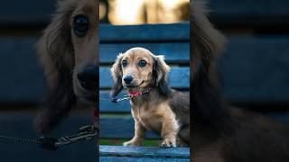 Phoebe the Dachshund  so cute | Street Photography #streetphotography #portrait #dachshund #fyp